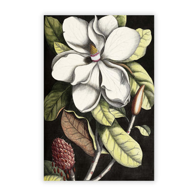 A Laurel Magnolia Tree by Mark Catesby - No Frame Painting