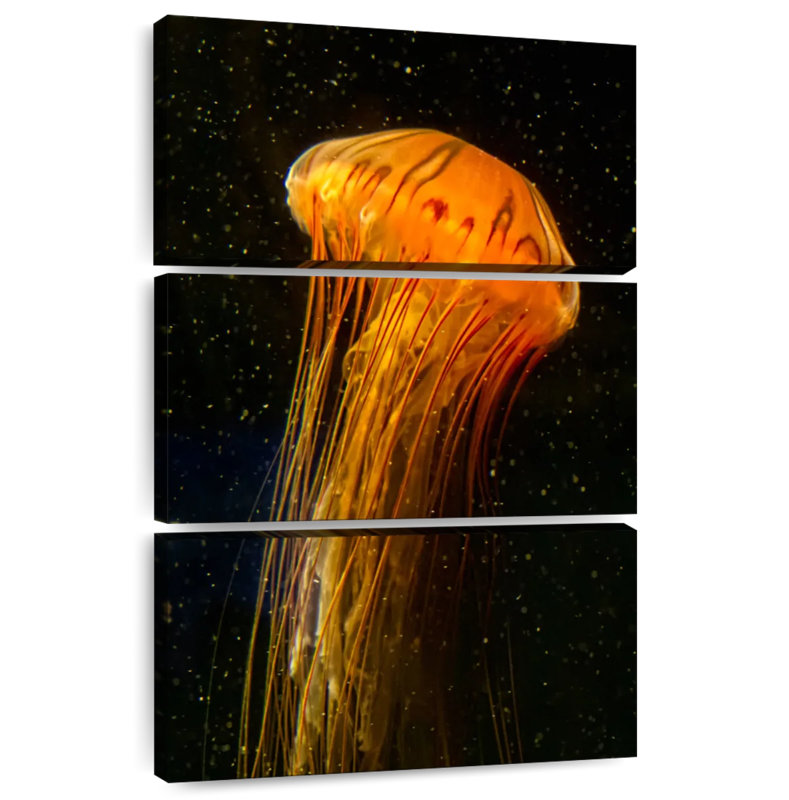 Pacific Sea Nettle, 32" H x 20" W