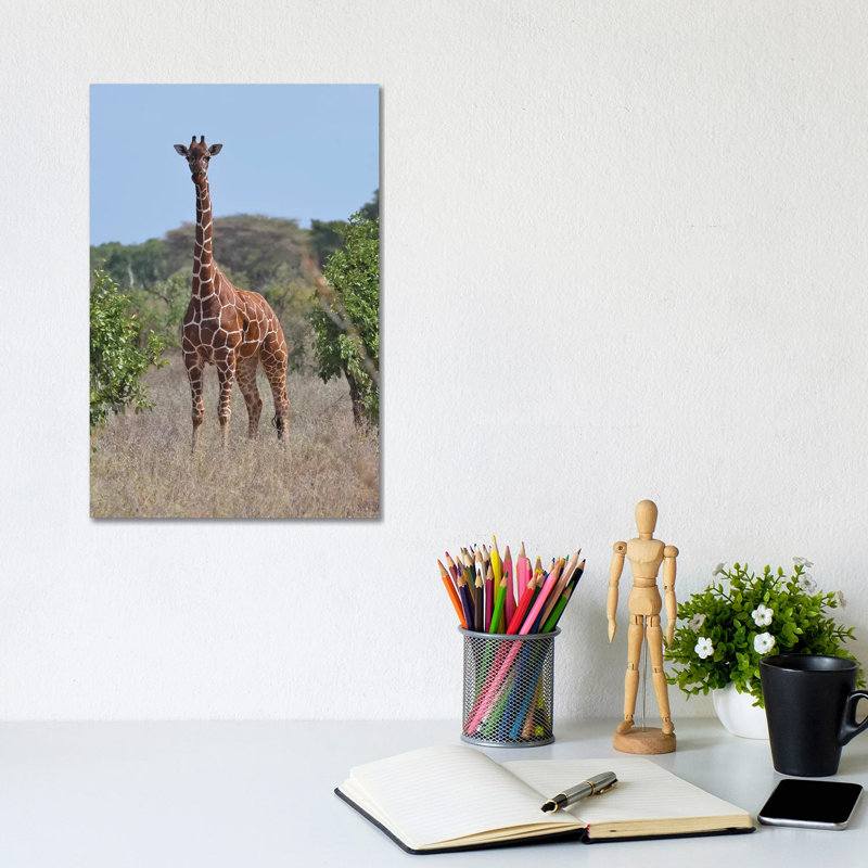Reticulated Giraffe Frontal by Elmar Weiss - Print on Canvas, Wrapped Canvas, 20.32 cm H x 30.48 cm W