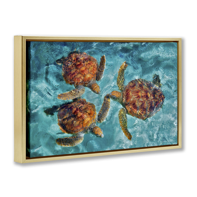 Natation tortue trio avec toile flottante encadrée par Dennis Frates, Cadre flottant métallique doré, H 17 po x l 25 po