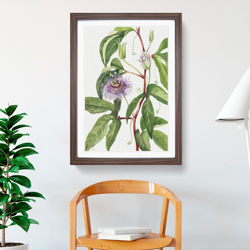 Maypop by Mary Vaux Walcott - Picture Frame Painting, 65cm H x 48cm W x 2cm D, Walnut Framed