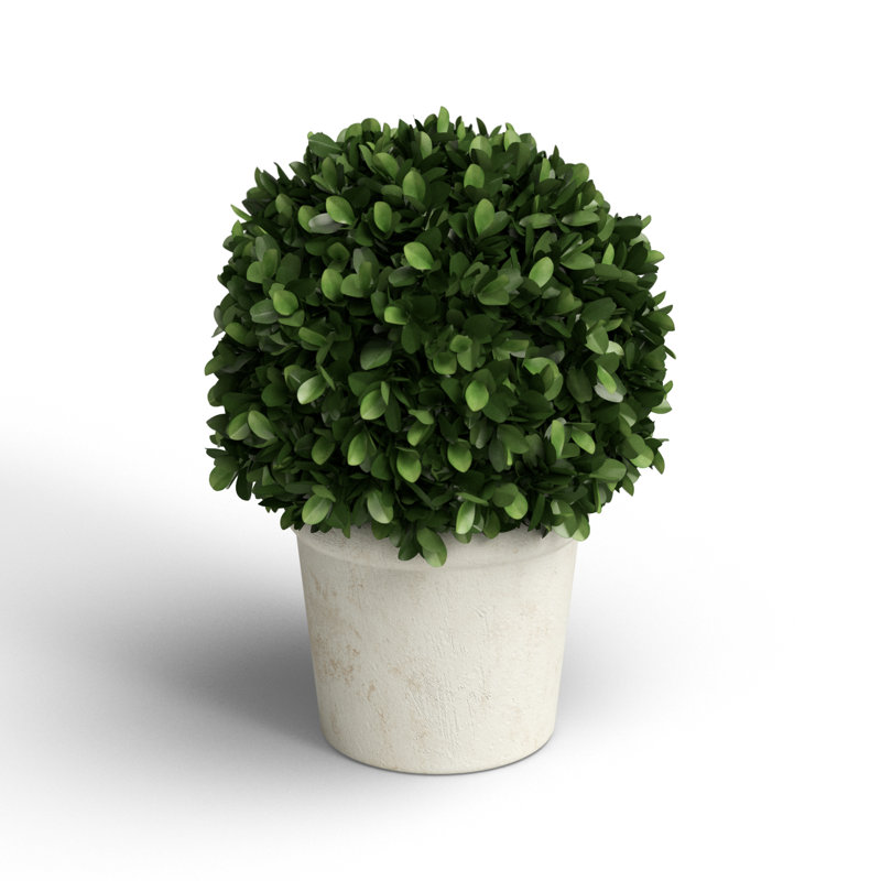 Travers Boxwood Topiary in Terracotta Pot, Medium