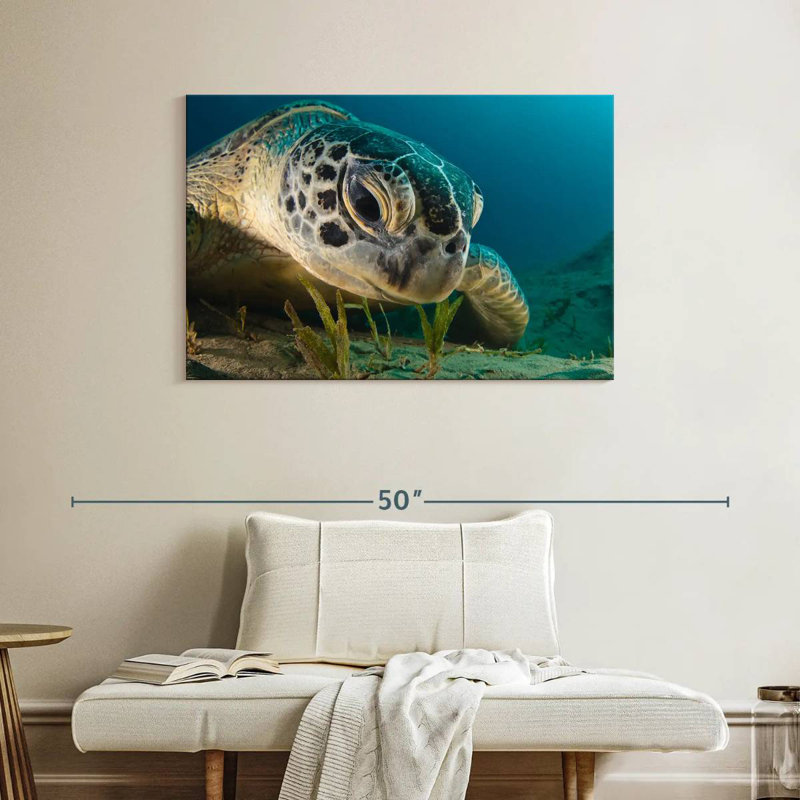 Brampt Sea Turtle Close Up