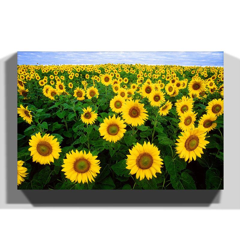 Wrapped Canvas Print, 50cm H x 76cm W
