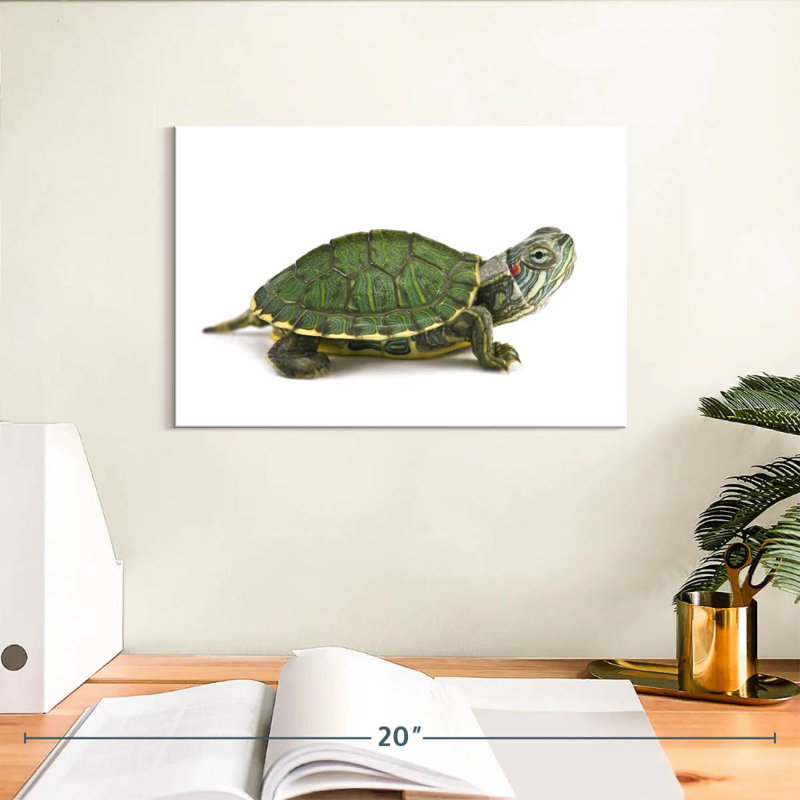 Red Eared Turtle, 8" H x 12" W