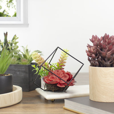 Arrangement succulent artificiel de 5,5 po dans un cadre en fil de métal noir