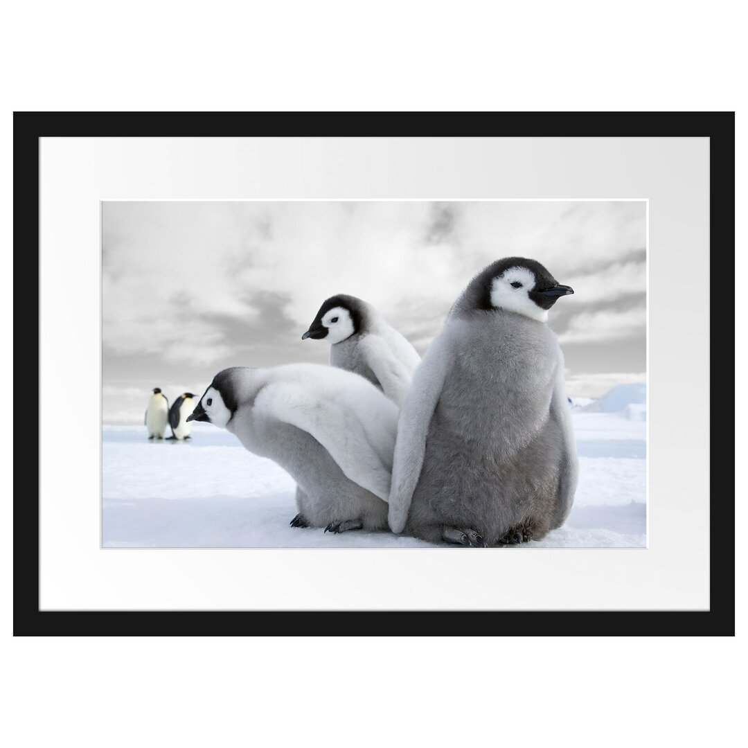 Kaiserpinguine Gerahmter Fotokunstdruck Poster