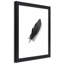 Black Feather Nature - Single Picture Frame Print-245814513-245814518