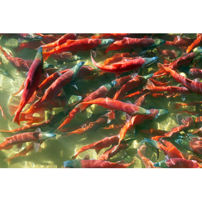 Kokanee Salmon - Photographie sur toile tendue
