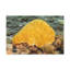 «Sponge Hunting Sponge on Hunt», reproduction d'art mural-843921094
