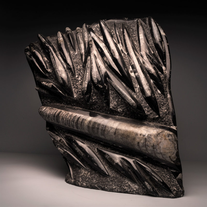 Sculpture orthocère