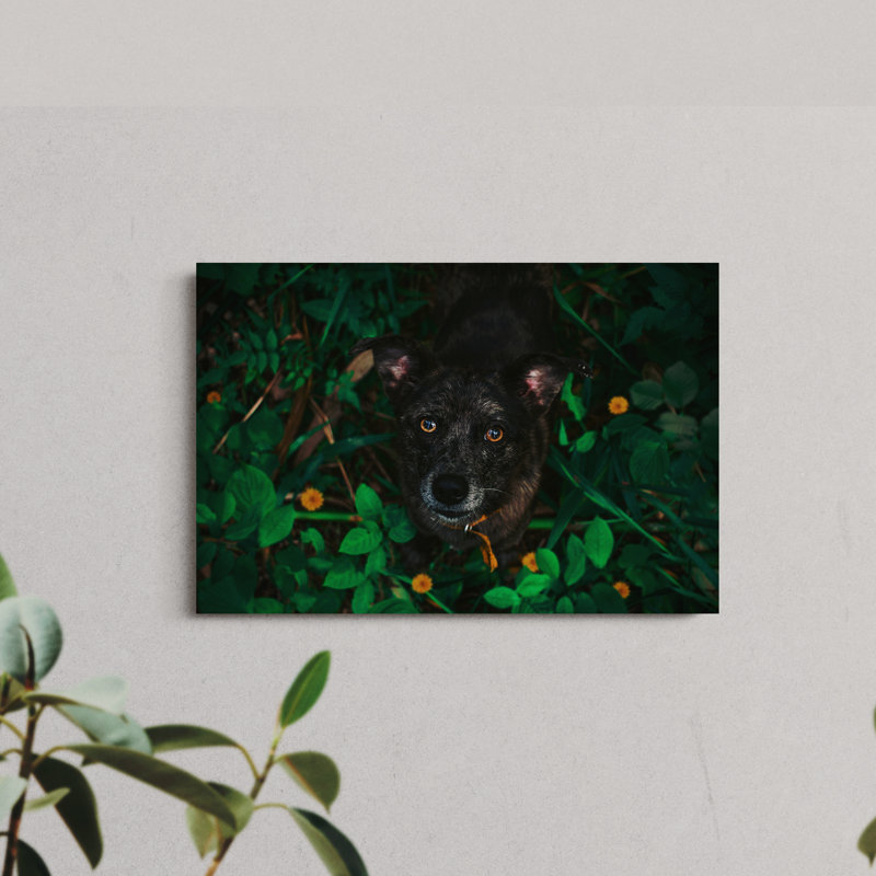 Close-Up Shot of a Dog