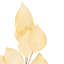 Populous Eucalyptus Plant