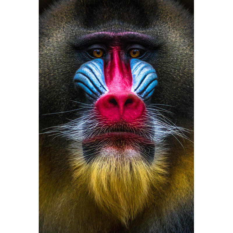 Mandrill Monkey Face par Borisb17 - Photographie de toile tendue