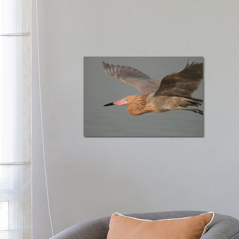 Reddish Egret Flying, Fort Desoto Park, Florida 1 Piece Wrapped Canvas Wall Art, 66.04 cm H x 45.72 cm W x 1.91 cm D