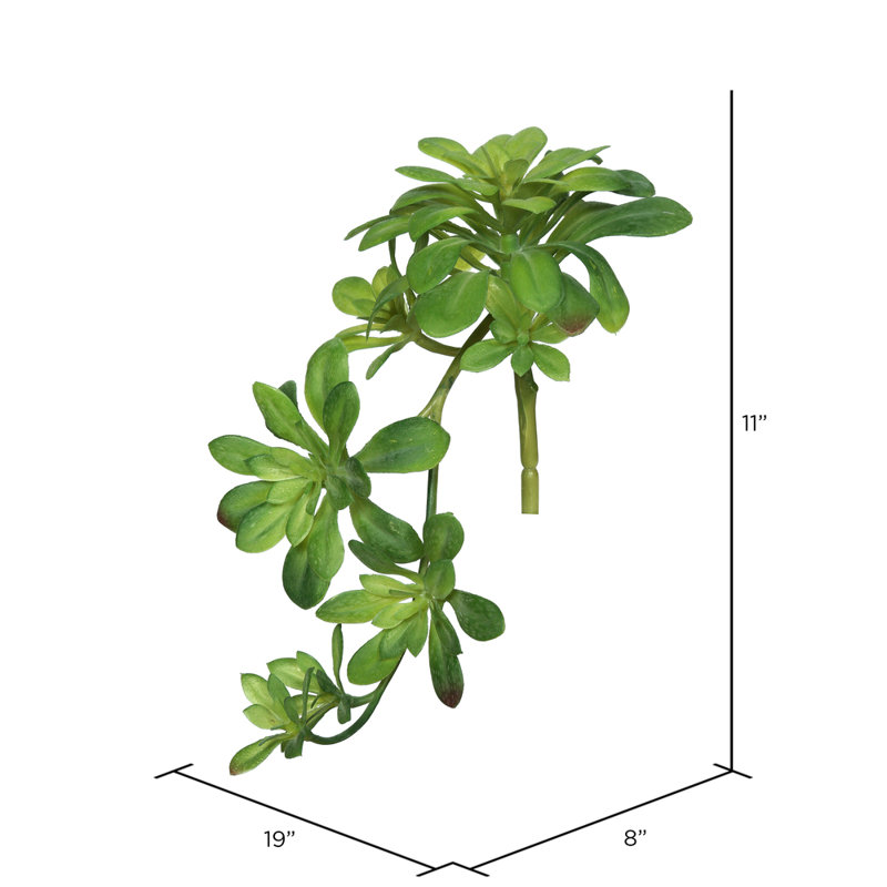 Aeonium Arrangement