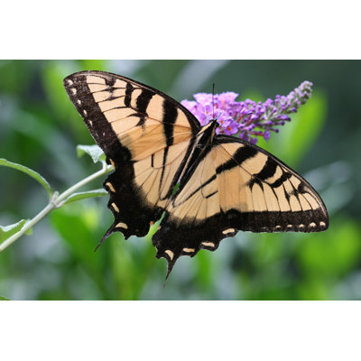 Tiger Butterfly - Wrapped Canvas Print