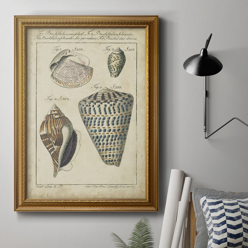 «Vintage Shell Study II», reproduction d'art sur toile encadrée, L 18 po x H 27 po