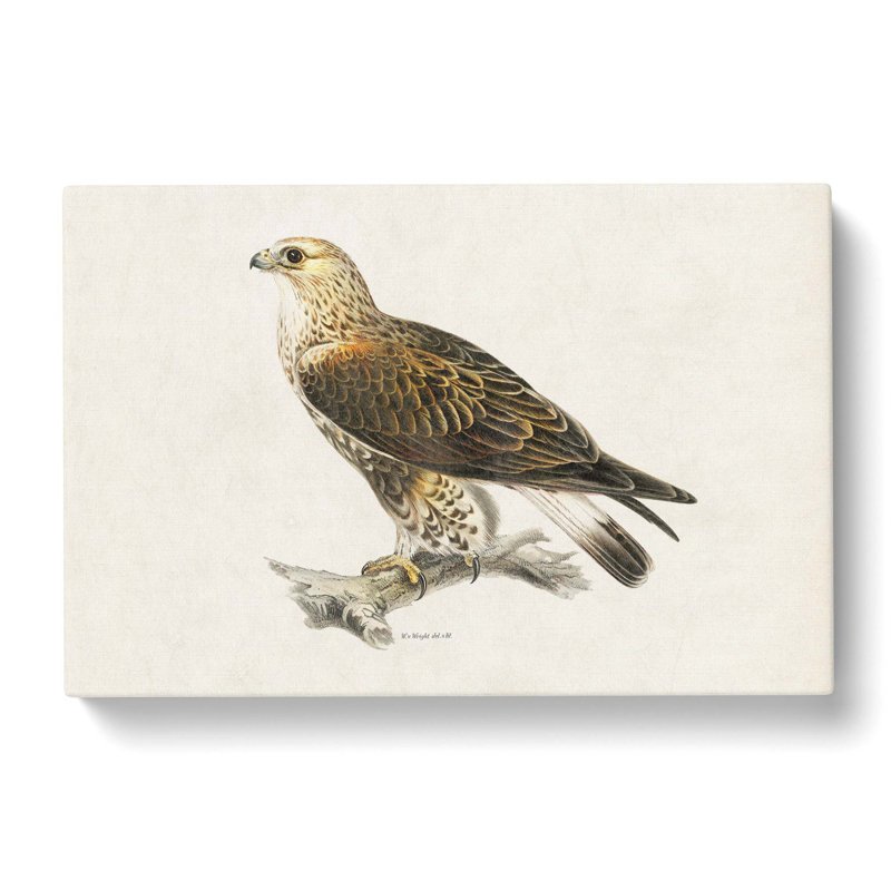 Rough-Legged Hawk by Von Wright - Wrapped Canvas Print, 35cm H x 50cm W x 3cm D