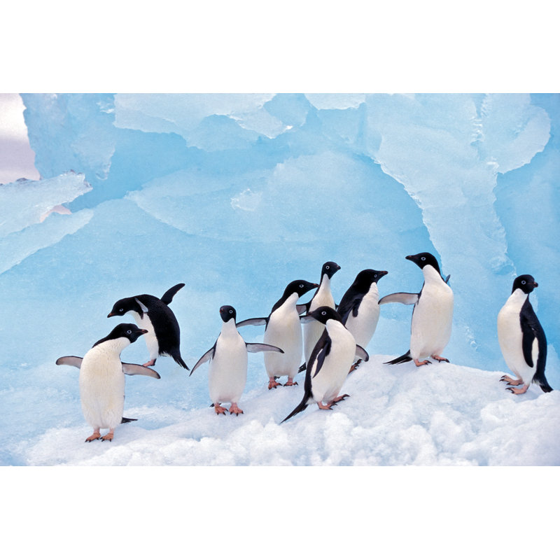Adele Penguins On Ice by KeithSzafranski - Wrapped Canvas Print, 30cm H x 46cm W