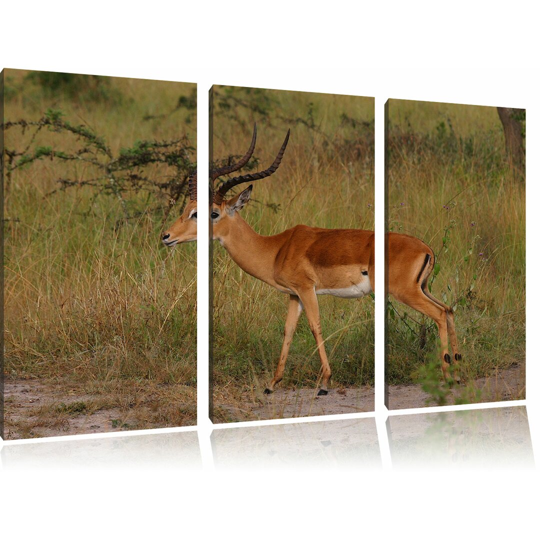 3-tlg. Leinwandbilder-Set „Dorkasgazelle in der Savanne“, Fotodruck