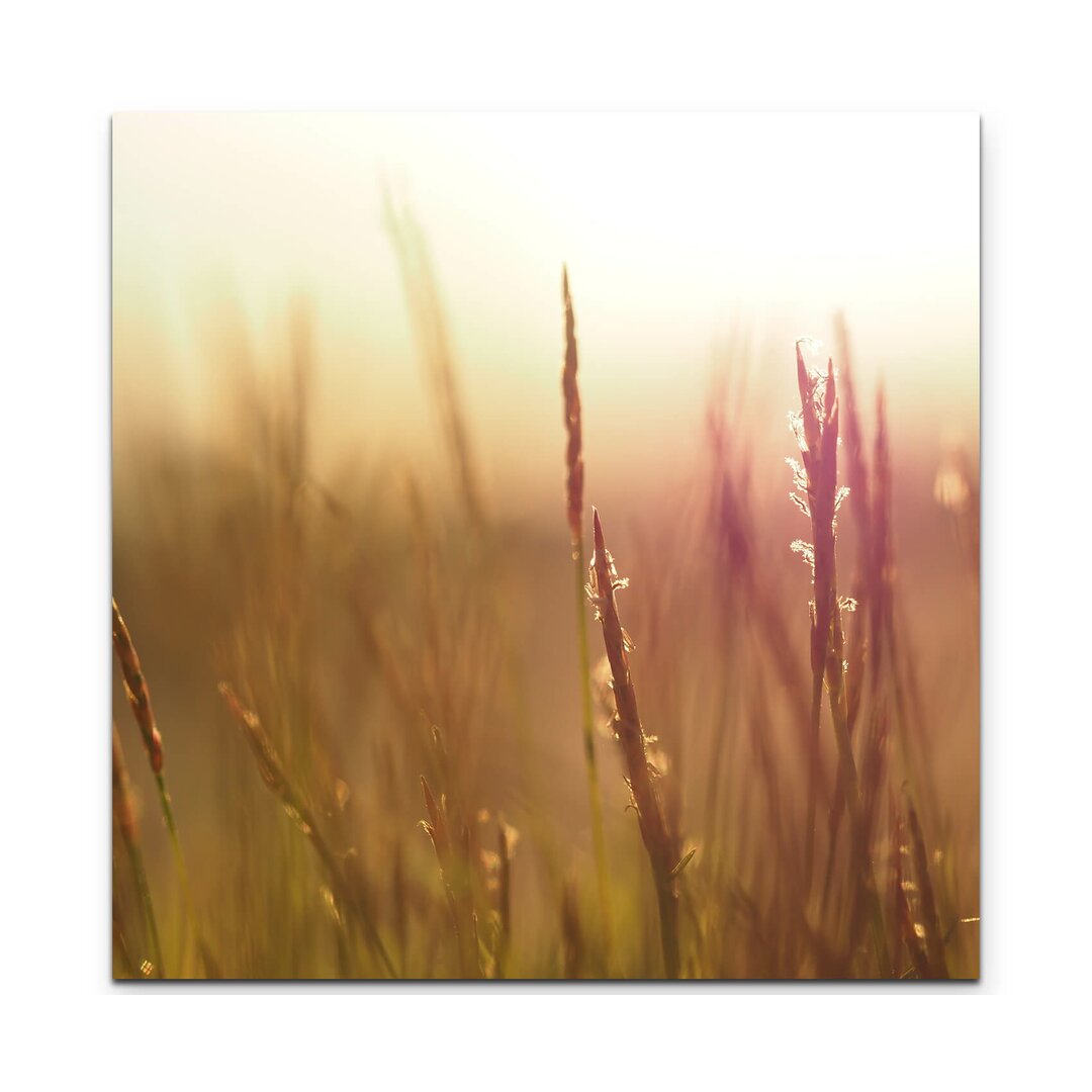 Leinwandbild Grass im Sonnenlicht