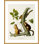 «Douglas's Squirrel Plate 48 from The Viviparous Quadrupeds of North America» par John James Audubon, impression giclée encadrée