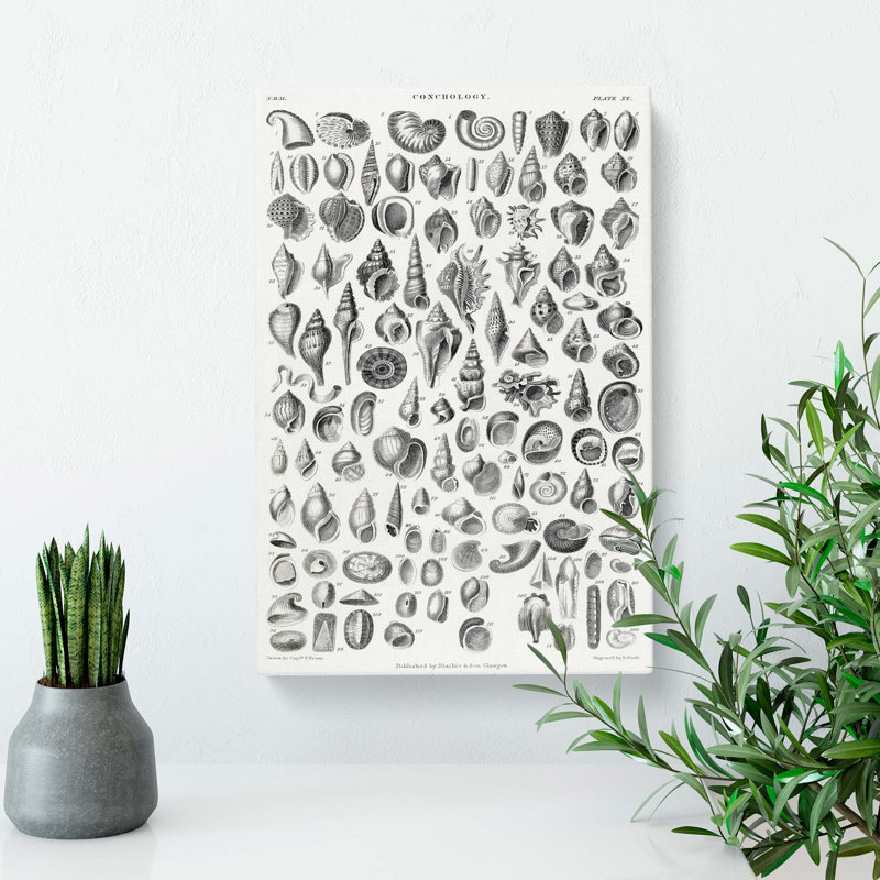 Study Of Mollusc Shells XX by Oliver Goldsmith - Wrapped Canvas, 76cm H x 50cm W x 3cm D
