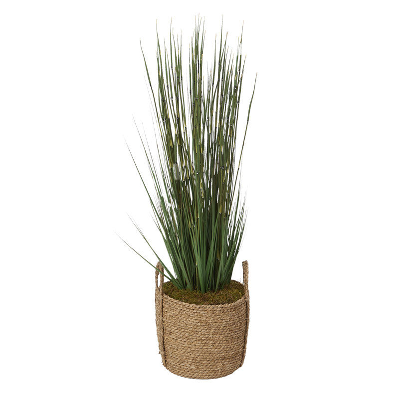 Herbe à oignon 48 po dans un panier rond brun clair
