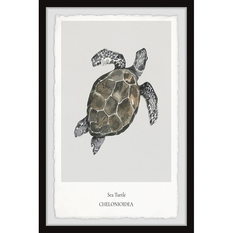Chelonioidea - Single Picture Frame Print, 30cm H x 20cm W x 3.81cm D