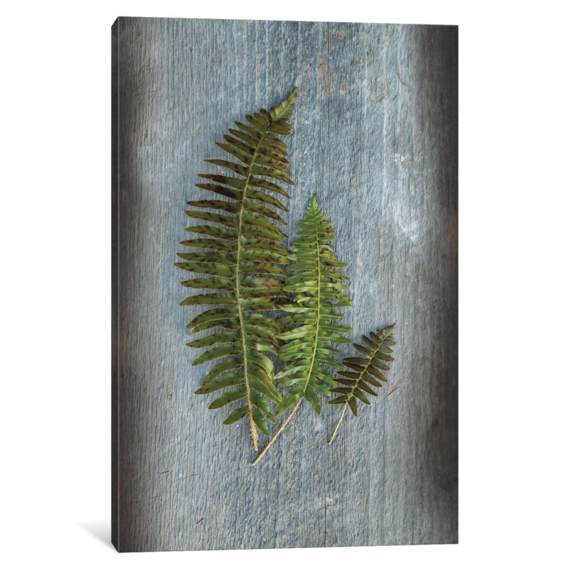 «Woodland Fern VI» par Sue Schlabach, reproduction de photo sur toile tendue, H 24 po x l 16 po x P 1 po, Blanc