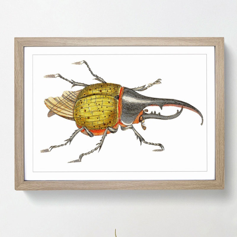 Hercules Beetle by George Shaw - Picture Frame Graphic Art Print, 27cm H x 36cm W x 2cm D, Oak Framed