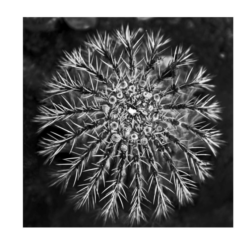 «Vintage Succulent III» par Barclay Butera - impression, H 40 po x l 40 po x P 1,5 po, Plexi
