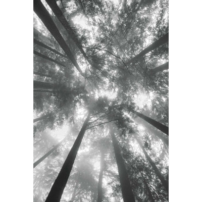 Sapins I BW