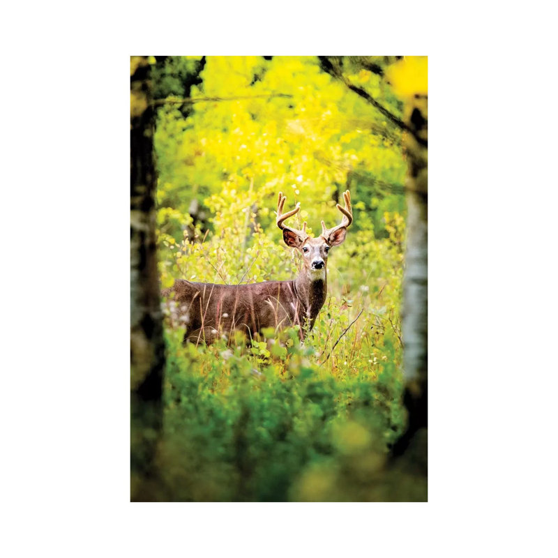 Deer in a Beam of Morning Sun 1 Piece Wrapped Canvas Wall Art, 101.6 cm H x 66.04 cm W x 1.91 cm D