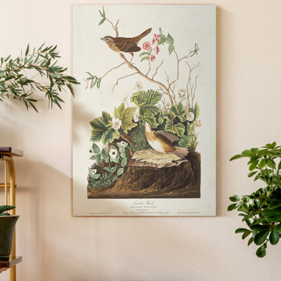" Pl 193 Lincoln Finch "