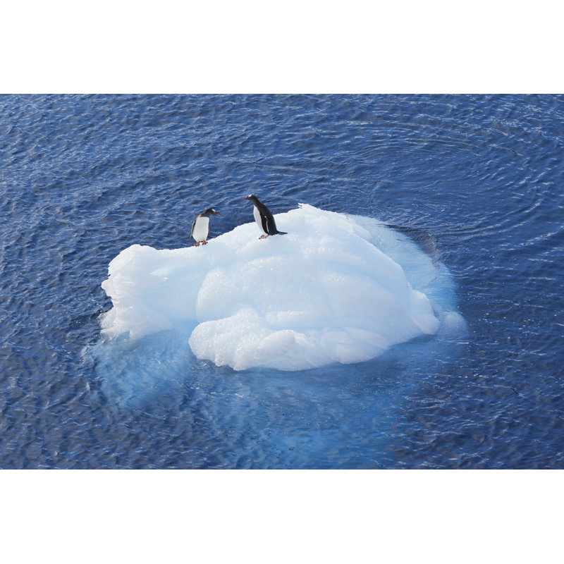 Antarctique Gentoo Penguin par Grafissimo, H 32 po x l 48 po
