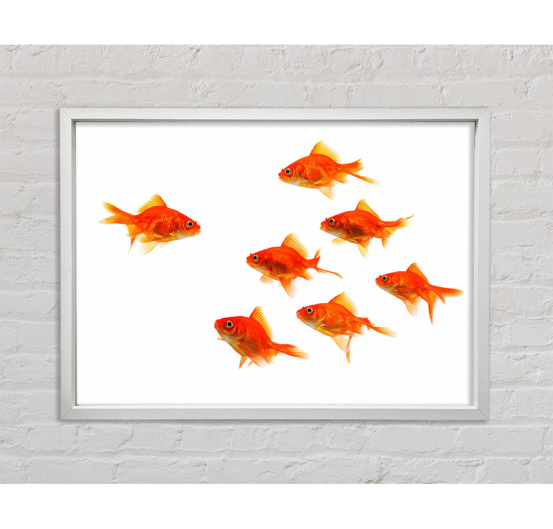 Goldfish Leader - Einzelner Bilderrahmen Kunstdrucke auf Leinwand