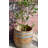 Wood Barrel Planter