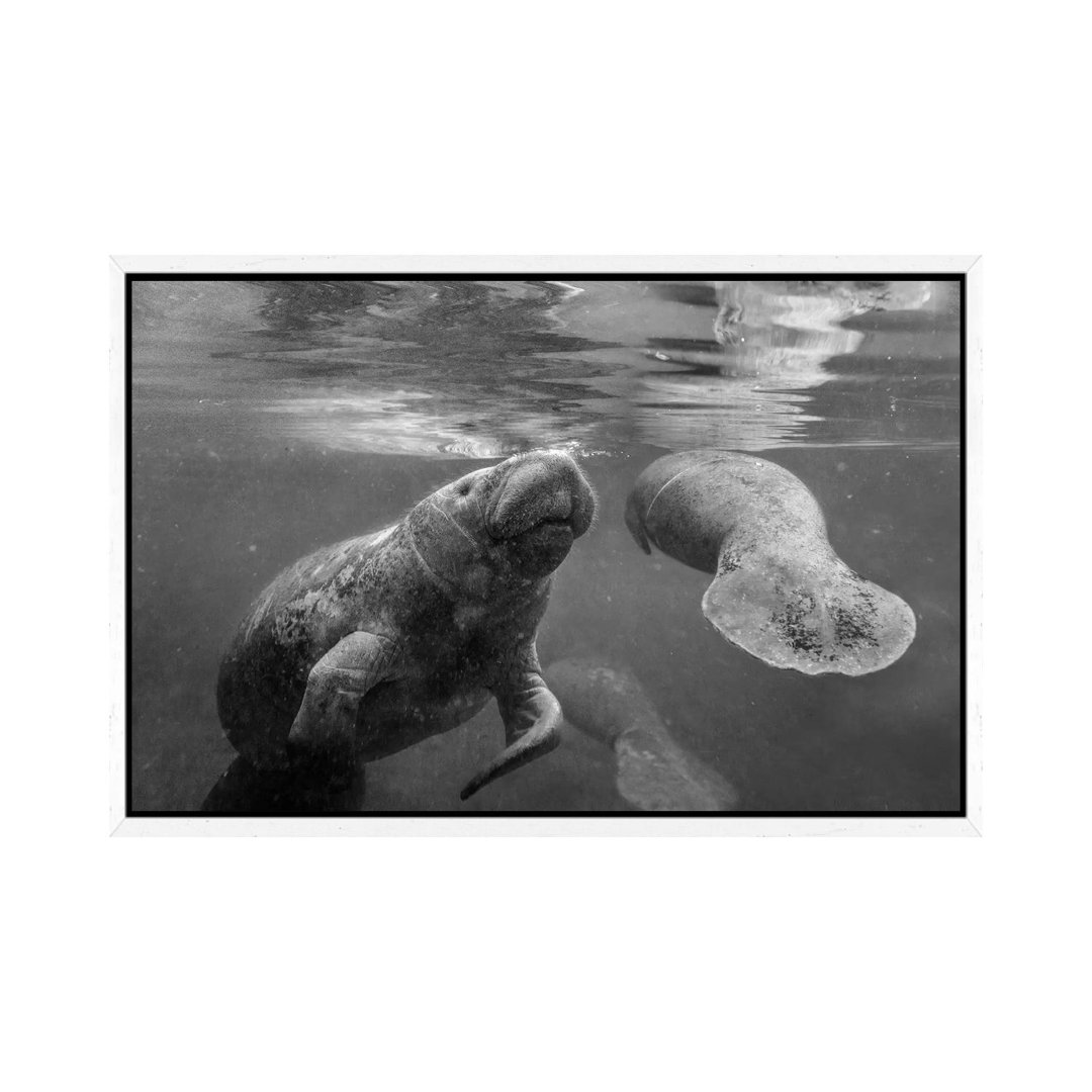 West Indian Manatee Mother And Calf Surfacing, Crystal River, Florida von Tim Fitzharris - Gallery-Wrapped Canvas Giclée...