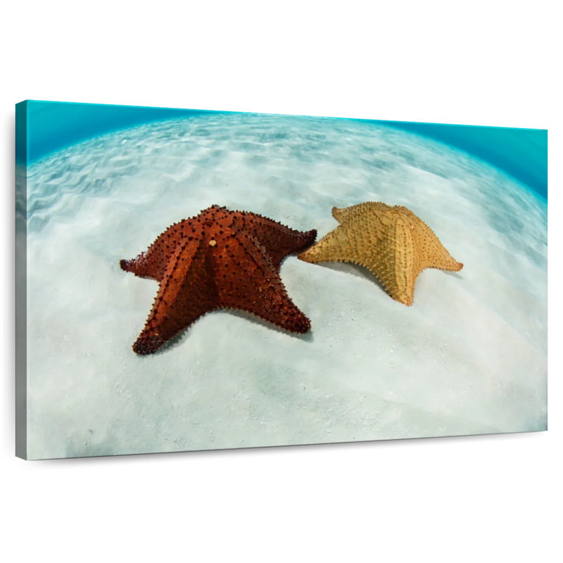Brampt Caribbean Starfish, 8" H x 12" W