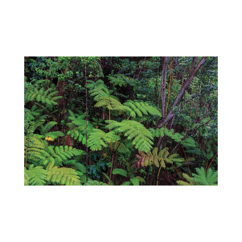 Thurston Lava Tube Trail, Hawaii Volcanoes National Park, Big Island, Hawaii by Stuart Westmorland - Wrapped Canvas Gallery-Wrapped Canvas Giclée