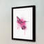 « hummingbird rose » par amanda greenwood, reproduction d’art encadrée-17716538