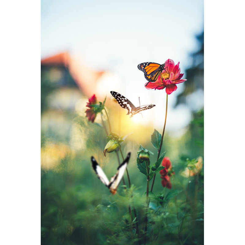 Butterfly Garden by Borchee - No Frame Print on Canvas, 91cm H x 61cm W