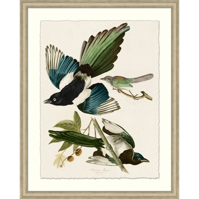 American Magpie Print by John James Audubon