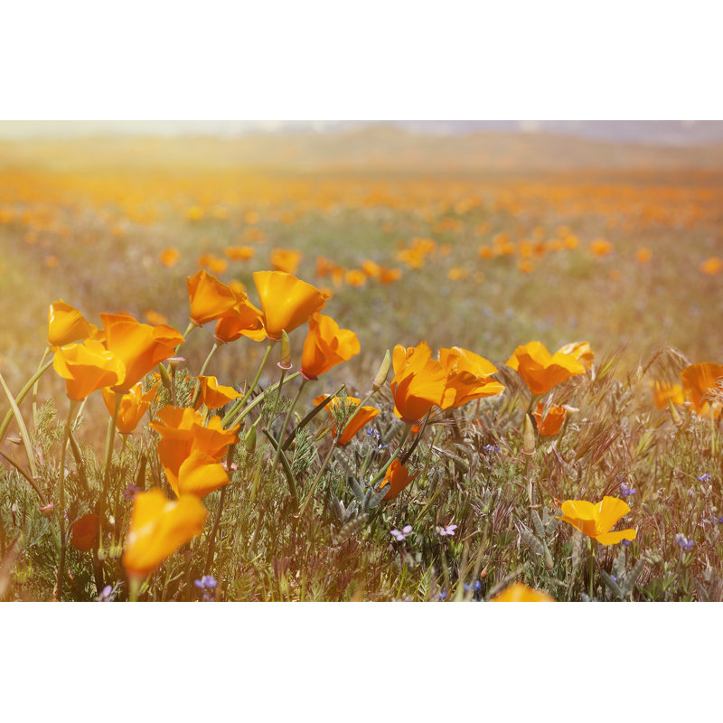 California Poppies - Wrapped Canvas Print, 51cm H x 76cm W x 3.8cm D