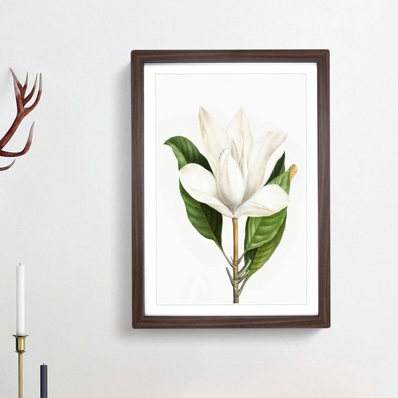 White Southern Magnolia Flower by Pierre-Joseph Redoute - Picture Frame Art Prints, Walnut Framed, 48cm H x 36cm W x 2cm D