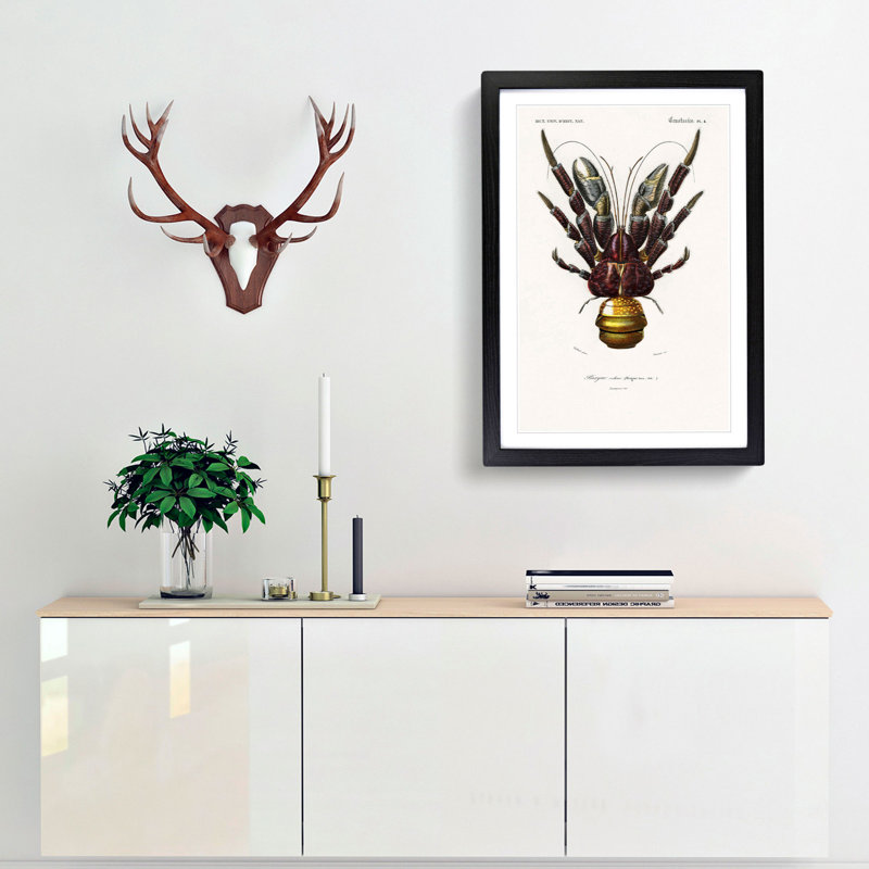 Coconut Crab by Charles D' Orbigny - Framed Print, 65cm H x 48cm W x 2cm D, Black Framed