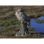 Egret Statue-24478104