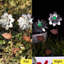 Piquet de jardin Altemos